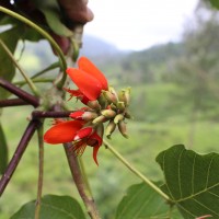 Erythrina subumbrans (Hassk.) Merr.